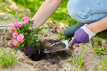 Image showing woman planting rose flowers at summer garden