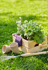 Image showing garden tools and flowers in wooden box at summer