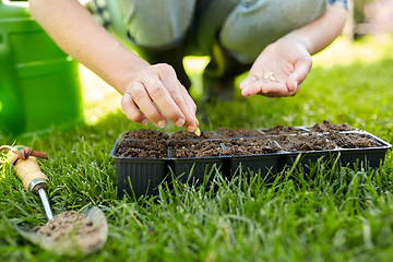 Image showing woman planting flower seeds to pots tray with soil