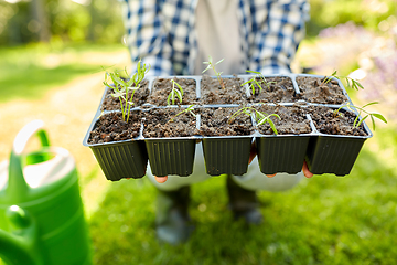 Image showing woman holding pots tray with seedlings at garden