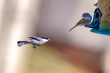 Image showing birds feeding and playing at the feeder