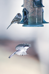 Image showing birds feeding and playing at the feeder