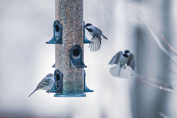 Image showing birds feeding and playing at the feeder