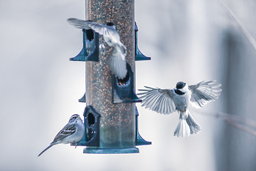 Image showing birds feeding and playing at the feeder