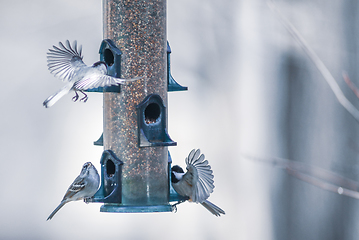 Image showing birds feeding and playing at the feeder