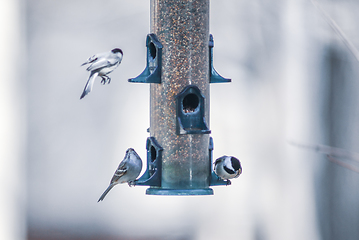 Image showing birds feeding and playing at the feeder