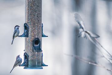 Image showing birds feeding and playing at the feeder