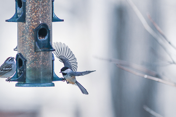 Image showing birds feeding and playing at the feeder