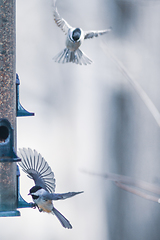 Image showing birds feeding and playing at the feeder