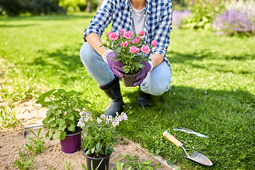 Image showing woman planting rose flowers at summer garden