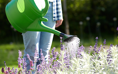 Image showing young woman watering flowers at garden