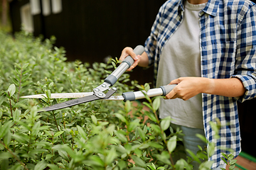 Image showing woman with pruner cutting branches at garden