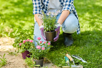 Image showing woman planting rose flowers at summer garden