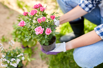 Image showing woman planting rose flowers at summer garden