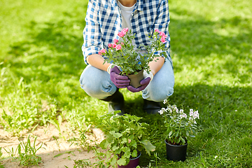 Image showing woman planting rose flowers at summer garden