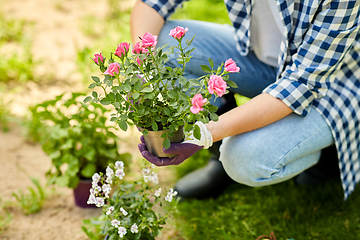 Image showing woman planting rose flowers at summer garden