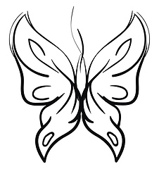 Image showing Butterfly sketch 
