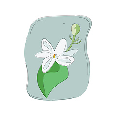 Image showing Portrait of a fragrant white jasmine flower vector or color illu