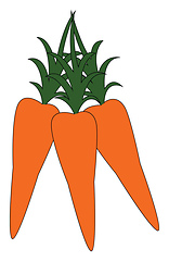 Image showing Bunch of carrots vector or color illustration