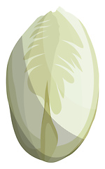 Image showing White witloof vector illustration of vegetables on white backgro