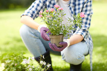 Image showing woman planting rose flowers at summer garden