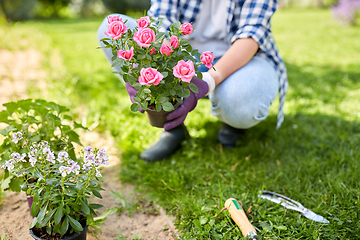 Image showing woman planting rose flowers at summer garden