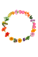 Image showing Medicinal Summer Flower and Herb Wreath
