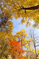 Image showing Colorful tree branches in sunny forest