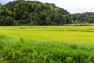 Image showing Rice field