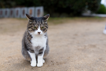 Image showing Street cat