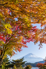 Image showing Mt Fuji in autumn 