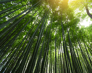 Image showing Bamboo forest