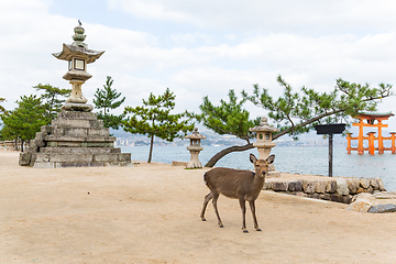 Image showing Miyajima gate and deer