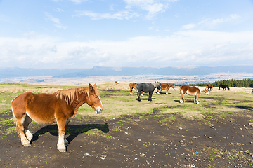 Image showing Horse on farm