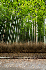 Image showing Green Bamboo forest 