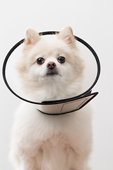 Image showing White Pomeranian with protective collar