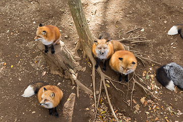 Image showing Many fox together