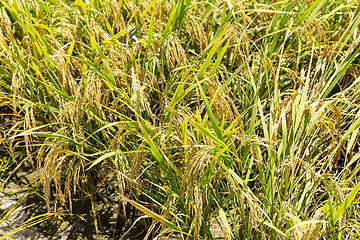 Image showing Rice field