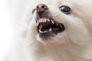 Image showing White Pomeranian showing teeth