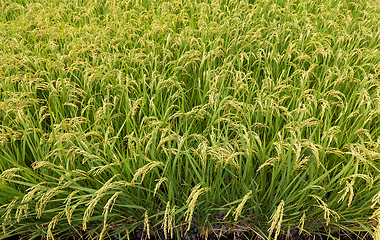 Image showing Green Rice field