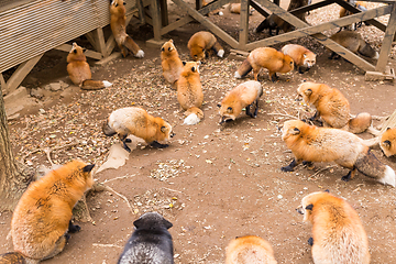 Image showing Fox eating at outdoor