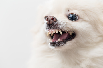 Image showing White pomeranian dog getting angry