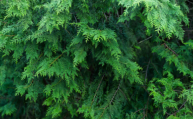 Image showing Green trees