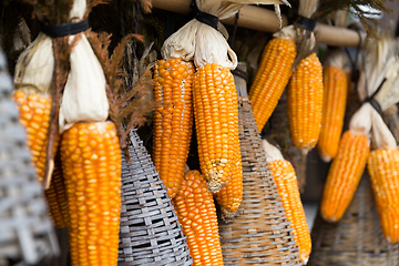 Image showing Sweetcorn hung up for drying