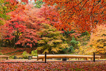 Image showing Red Maple tree in Japanese temple