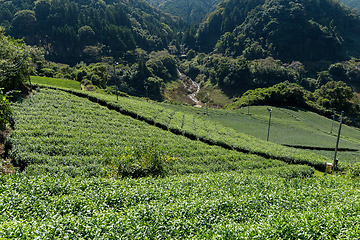 Image showing Tea plantation Cameron