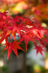 Image showing Maple tree in Fall