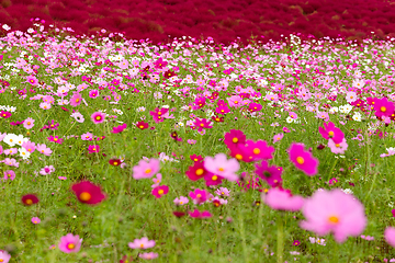 Image showing Cosmos flowers and Kochia flowers