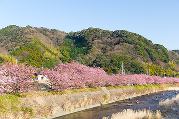 Image showing Sakura in kawazu city