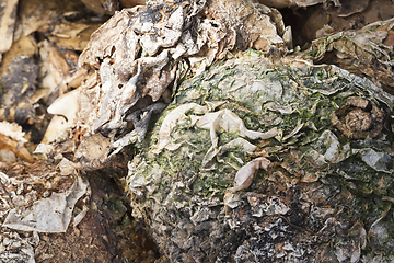 Image showing rotten pumpkin